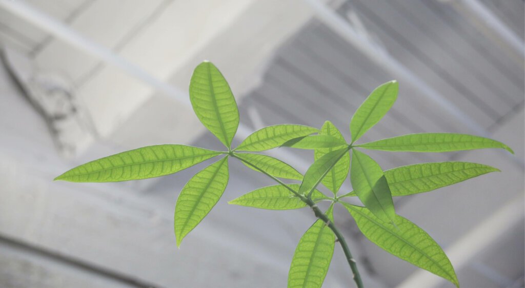 CO2 Indoors