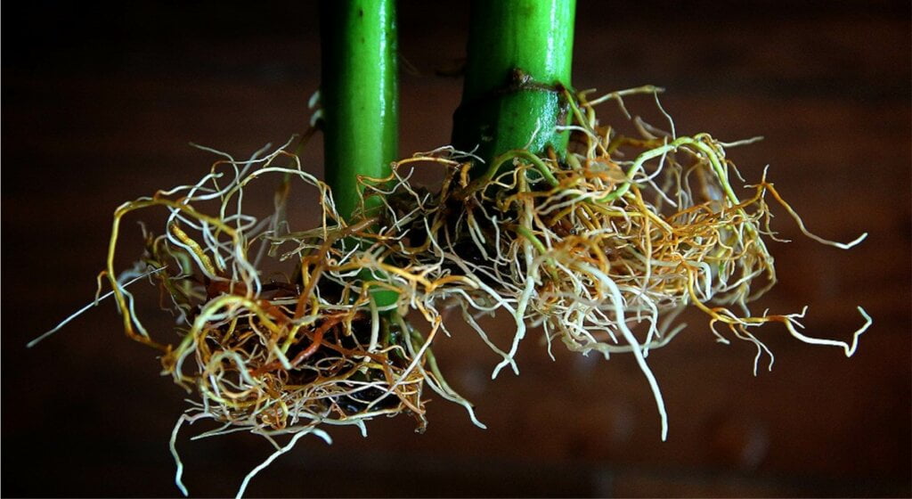 Indoor Grow