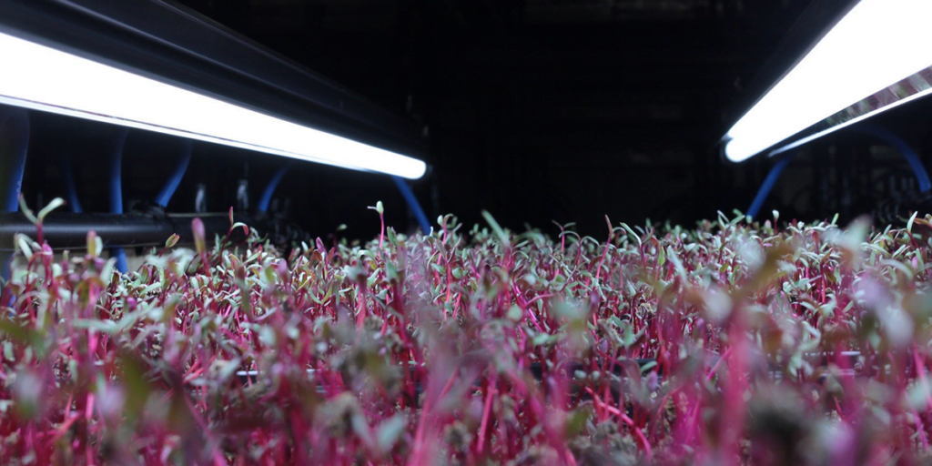 Become Self Sufficient With An Indoor Garden