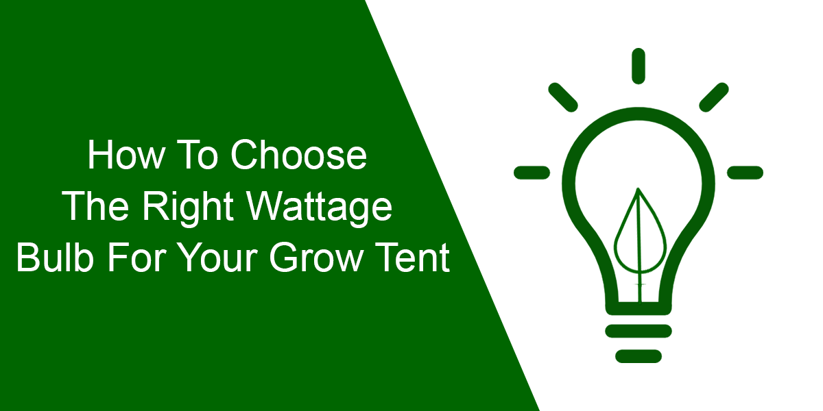How To Choose The Right Wattage Bulb For Your Grow Tent