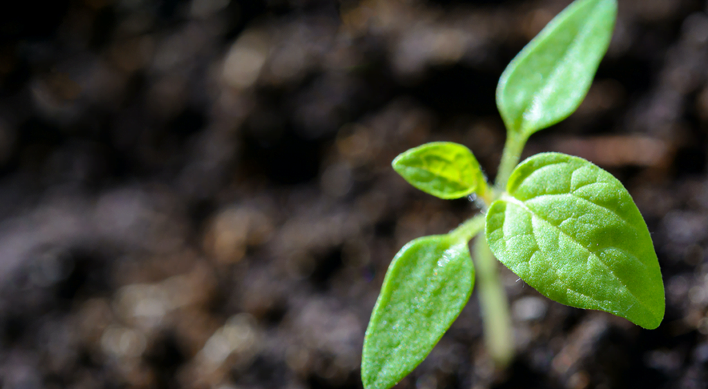 Increase Plant Size By Giving Them A Pinch