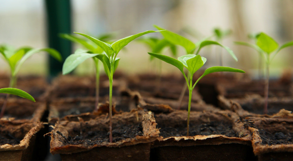 Seedlings Blog