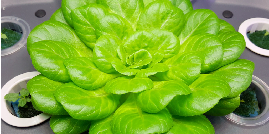 Kratky Method