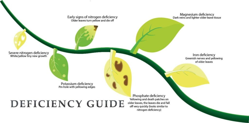 Plant Nutrient Deficiency