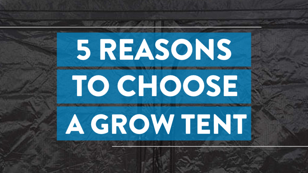 5 Reasons to choose a grow tent
