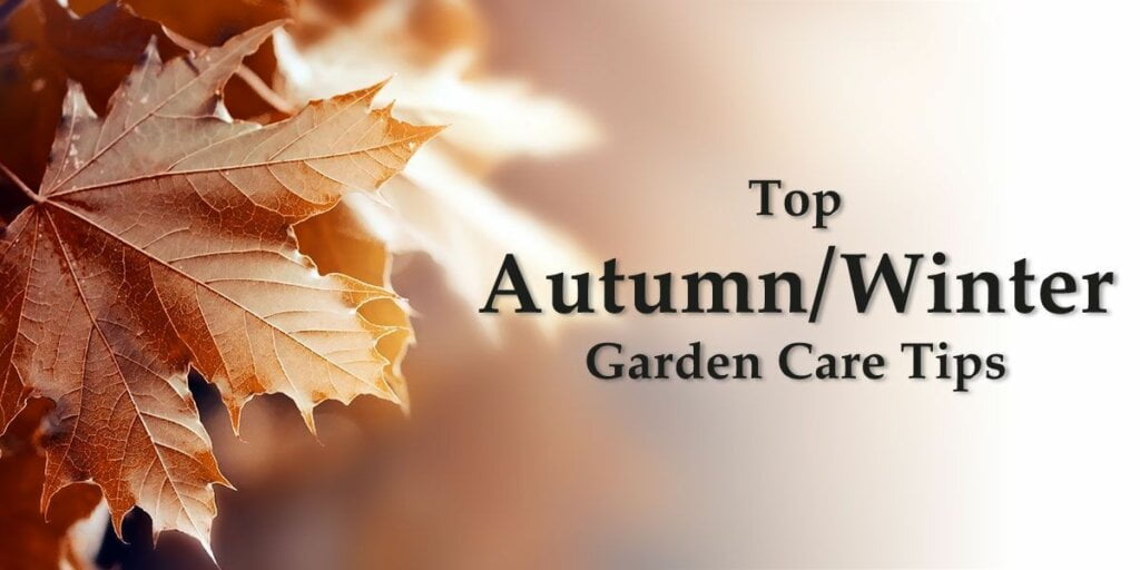 Autumn winter garden care tips