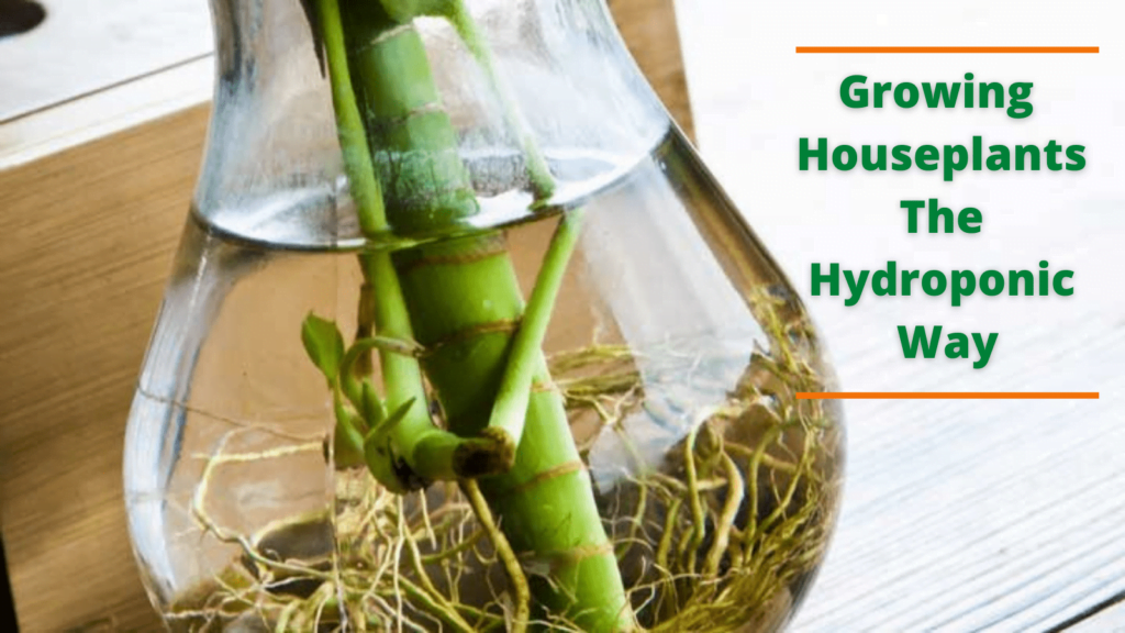 Growing hydroponic houseplants