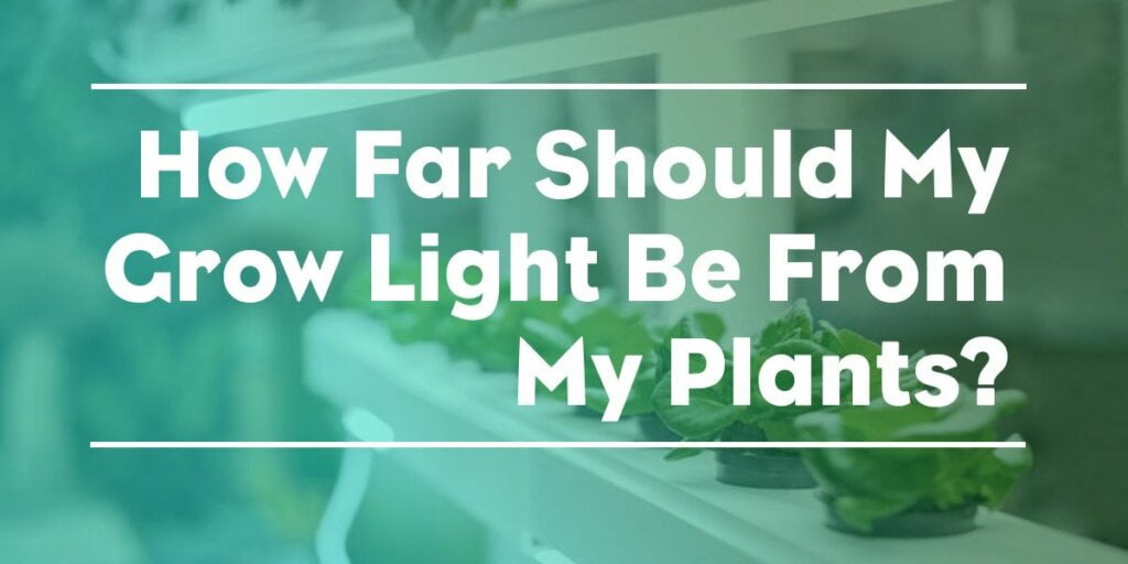 How far away should a light be from a plant