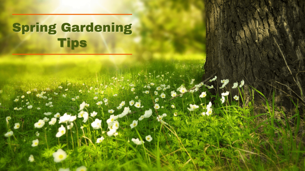 Spring Gardening Tips