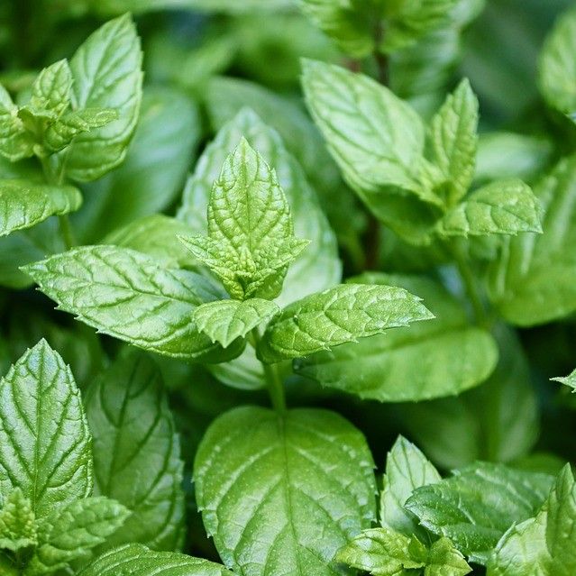 Green peppermint leaves