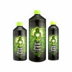 Buddhas Tree Solar Green Power