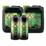 Buddhas Tree Coco A+B