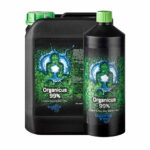 Buddhas Tree Organicus