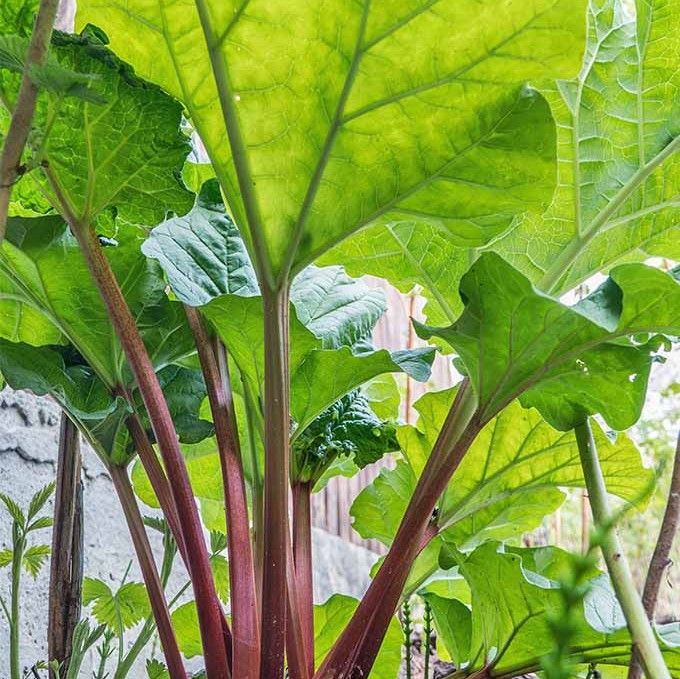 Deadly plants, rhubard leaves