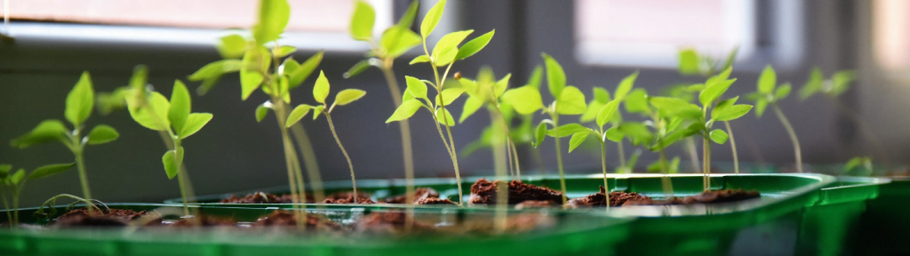 January-seedlings