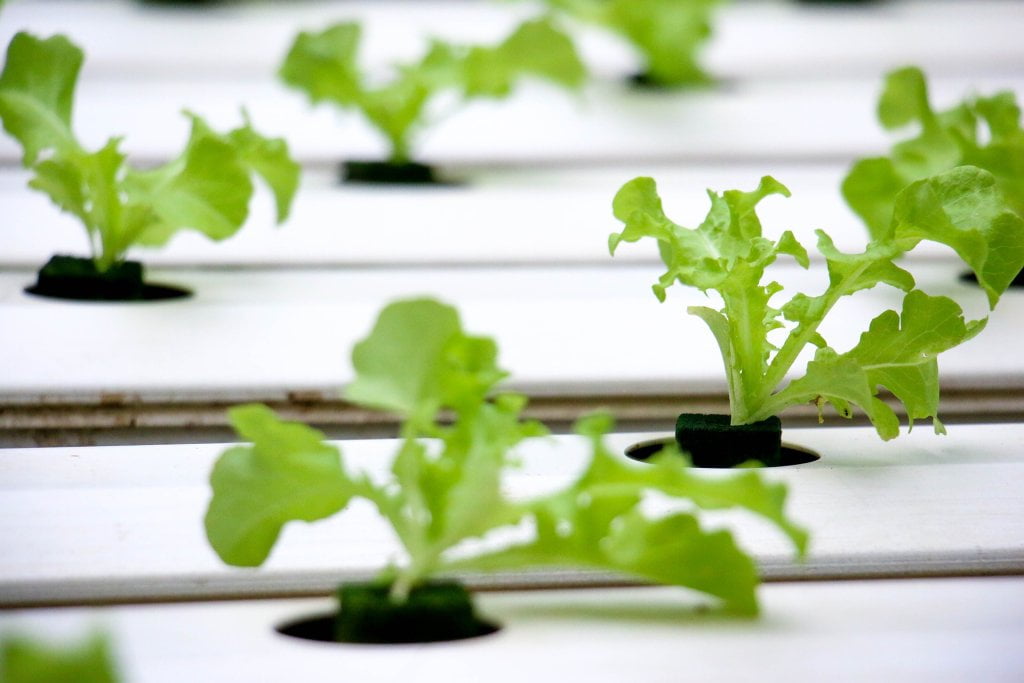 hydroponics NFT system