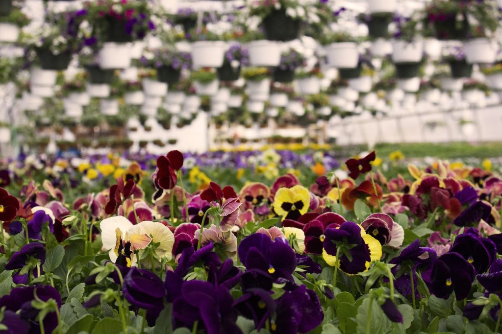 hydroponic flowers